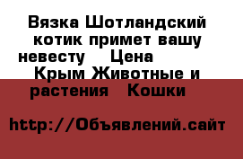 Вязка.Шотландский котик примет вашу невесту  › Цена ­ 1 000 - Крым Животные и растения » Кошки   